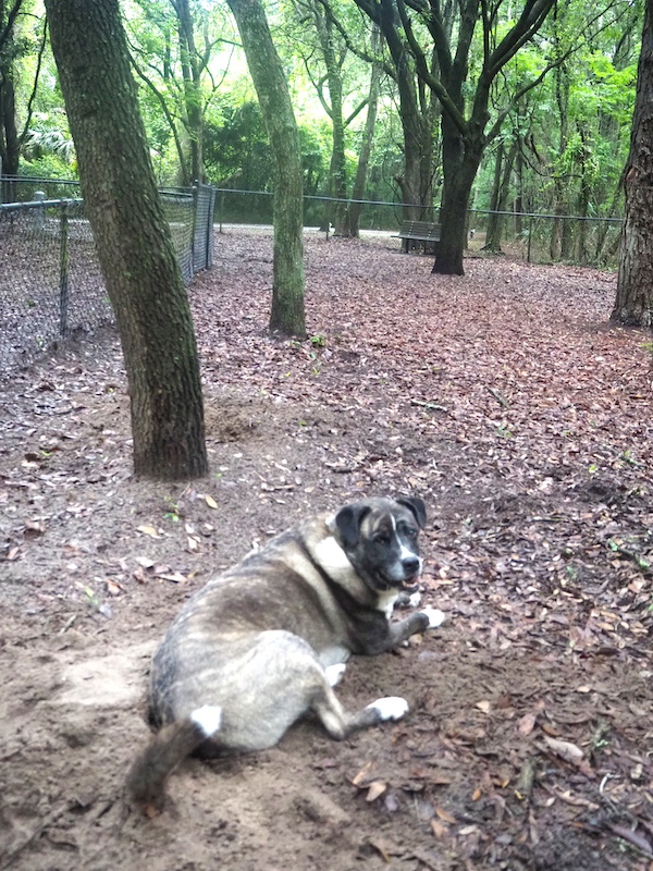 Milo at Best Friends Dog Park at Chaplin Community Park in Hilton Head Island