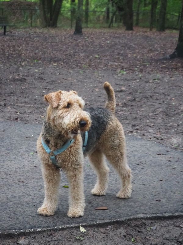 Murphy walks through Best Friends Dog Park at Chaplin Community Park in Hilton Head Island