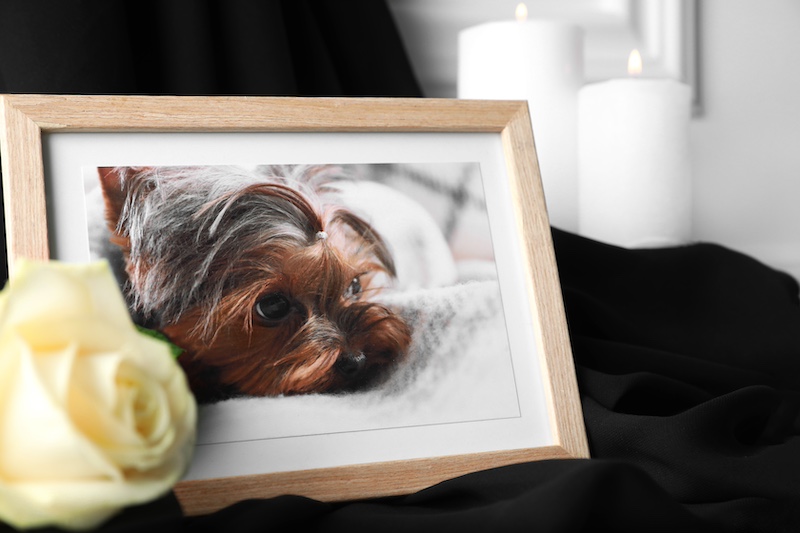 Photo of a yorkshire terrier with rose