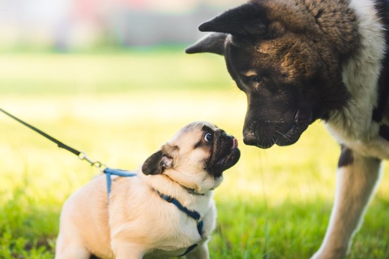 Pug and big fluffy dog meeting in park nose