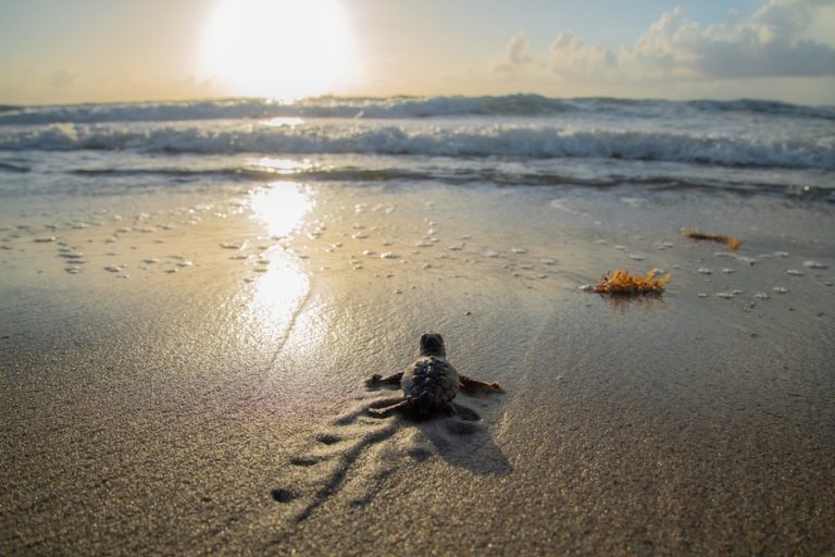 Sea turtle hatching Lowcountry beach endangered loggerhead turtle hatchling