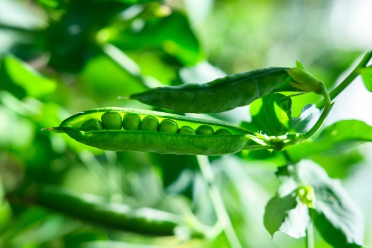 Sugar snap peas garden nitrogen