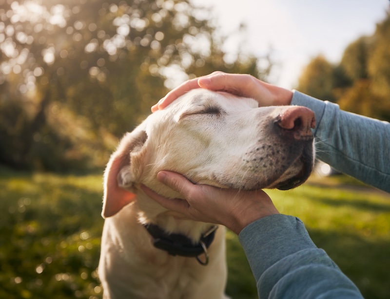 Man stroking his old dog. Loyal labrador retriever enjoying autumn sunny say with his owner.
