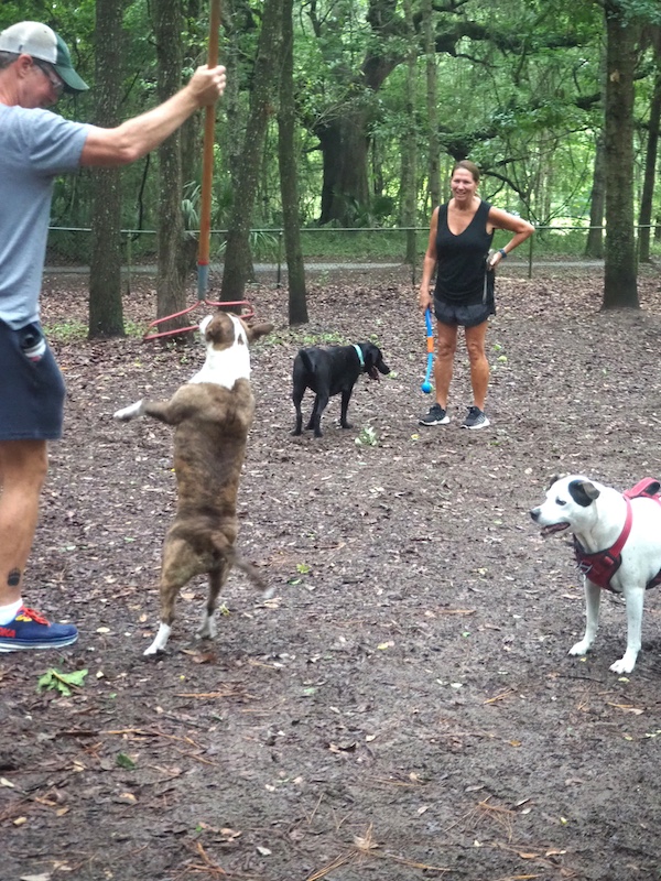 Valkyrie at Best Friends Dog Park at Chaplin Community Park in Hilton Head Island