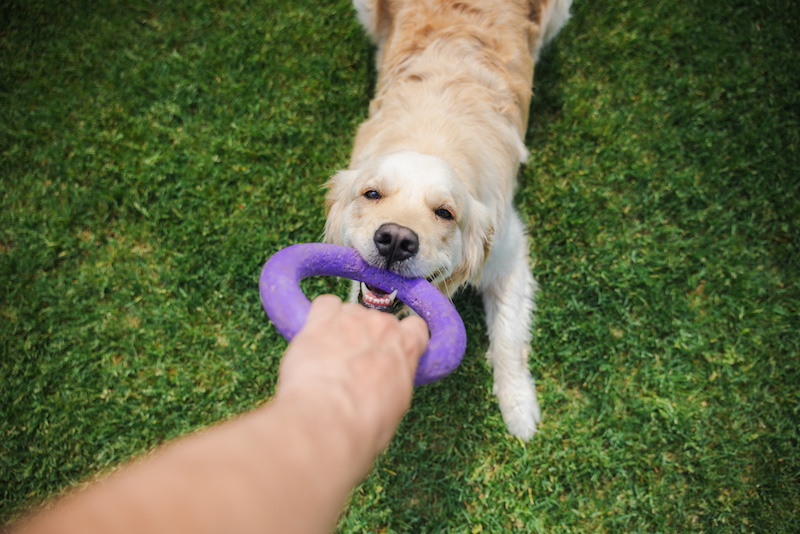 Yellow labrador retriever playing with toy with owner