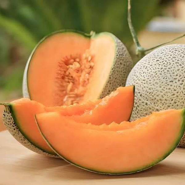 cantaloupes August produce garden South Carolina