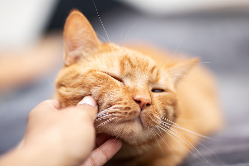 orange cat being pet by owner
