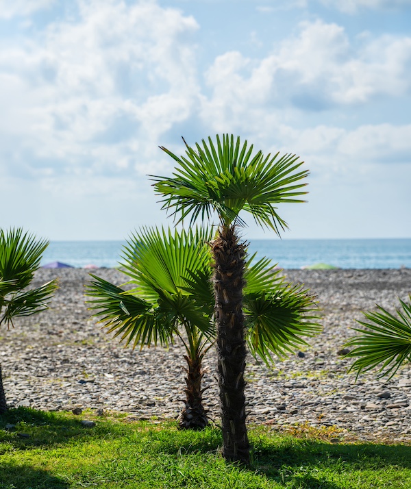 sabal palmetto South Carolina August gardening