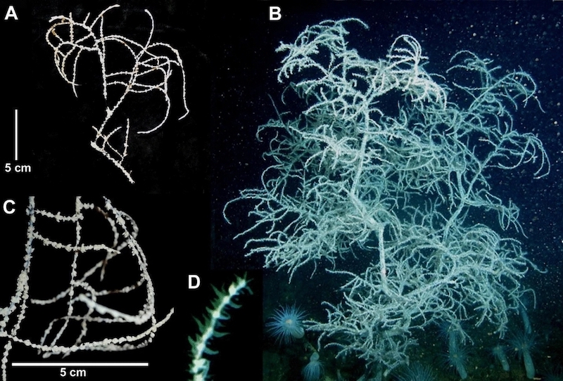 A figure from the scientific description of Leiopathes brugleri shows the newly identified deep-sea black coral at multiple scales.
