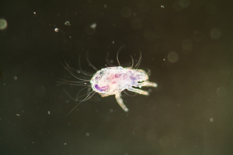 Microscopic dust mite illustrating the potential connection between dust mite and shrimp allergies through the protein tropomyosin.