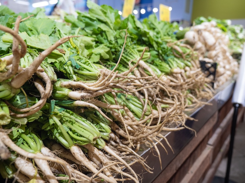 Freshly harvested horseradish roots and leaves ready for cleaning and storage.