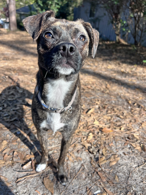 Chihuahua-pit bull mix on leafy ground