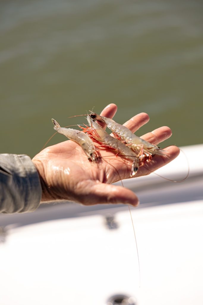 Fresh Lowcountry white shrimp held after being caught in local waters.