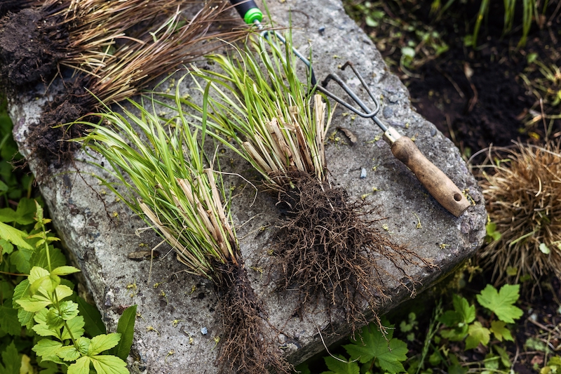 Divided perennials September gardening