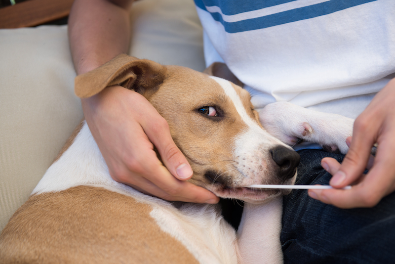 Dog receiving DNA test
