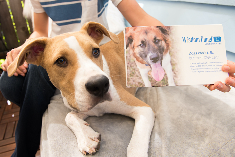 Dog with DNA test Wisdom Panel for breed identification