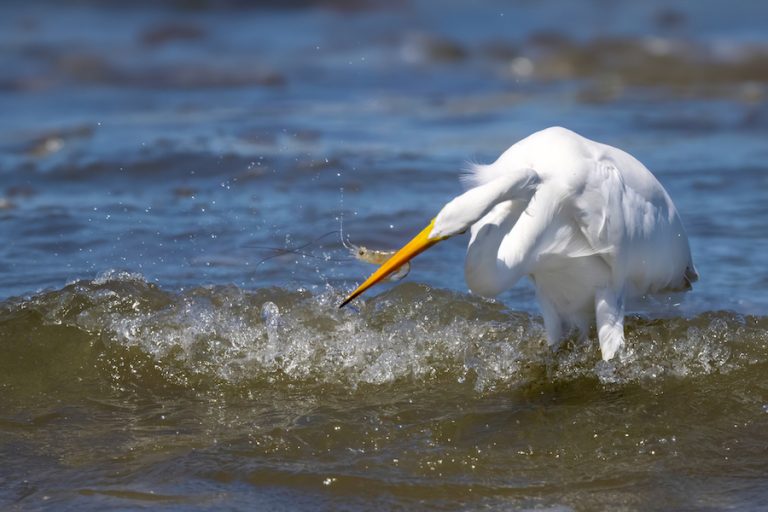 Great egret eating shrimp from surf on Folly Field Beach on Hilton Head Island