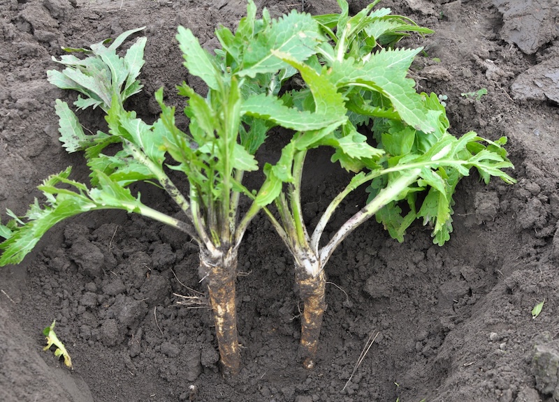 Freshly harvested horseradish roots and leaves ready for cleaning and storage.