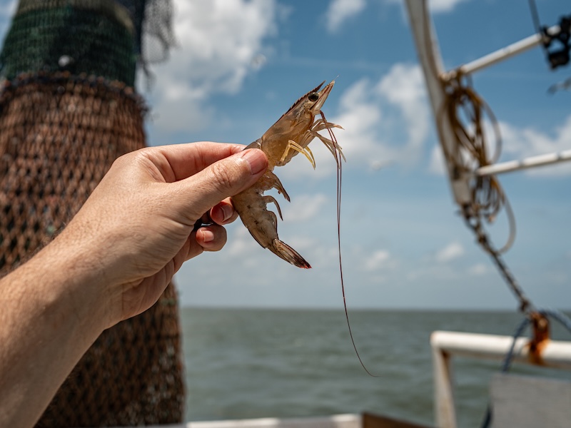 Fresh-caught shrimp illustrating how a shellfish allergy can develop later in life.