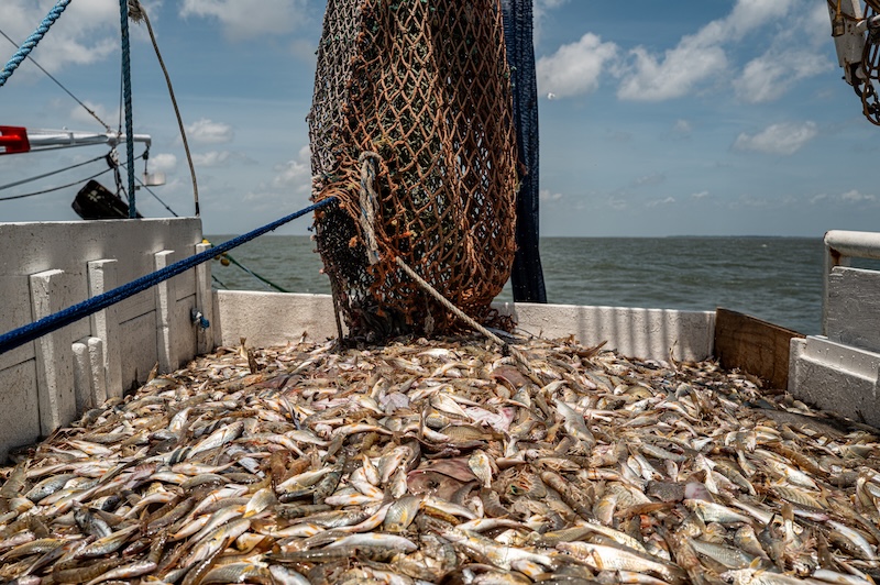 Gracie Belle crew sorting wild-caught shrimp and bycatch on the culling box after a trawl.