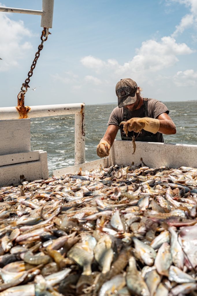 freshly caught South Carolina shrimp aboard the Gracie Belle