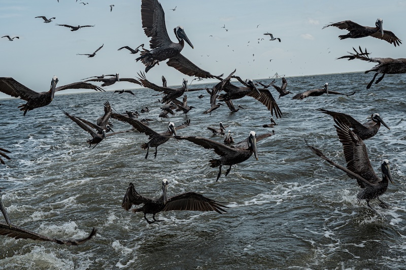 Seabirds flying around looking for shrimp