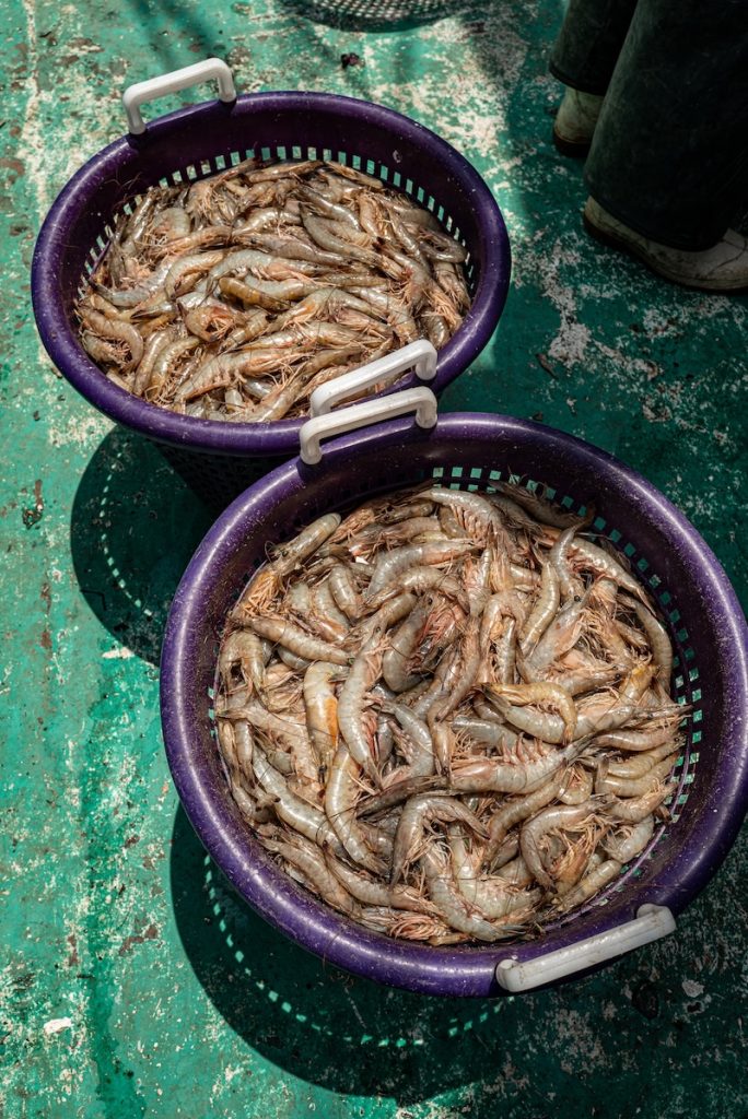 Baskets filled with freshly caught South Carolina shrimp aboard the Gracie Belle.
