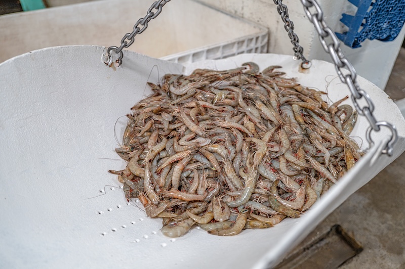 Weighing fresh shrimp