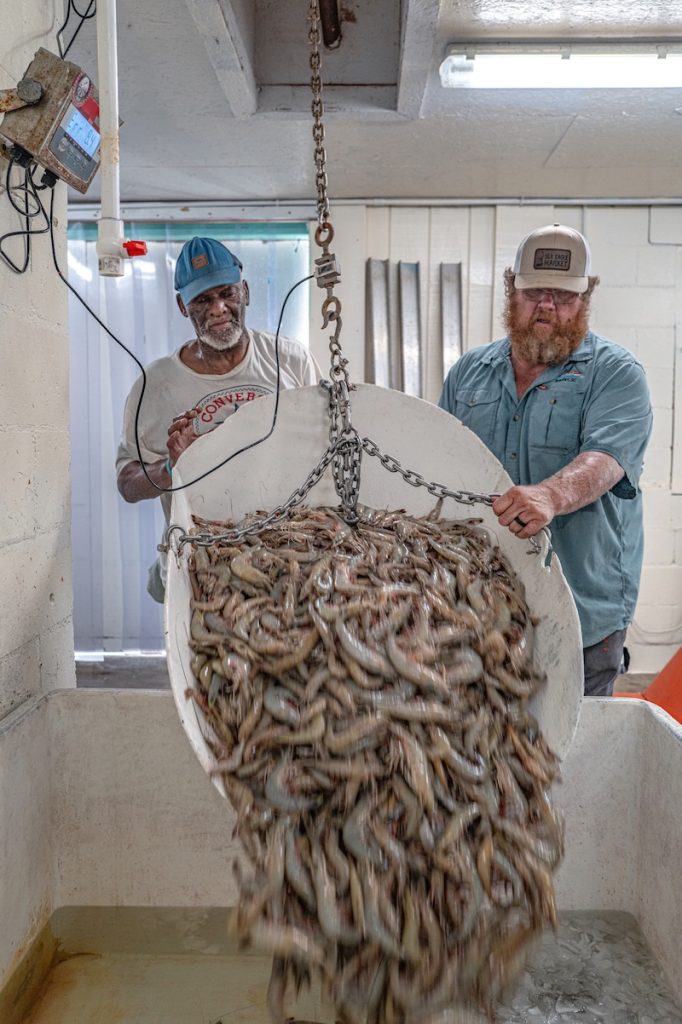 A large shrimp catch load being dumped into ice