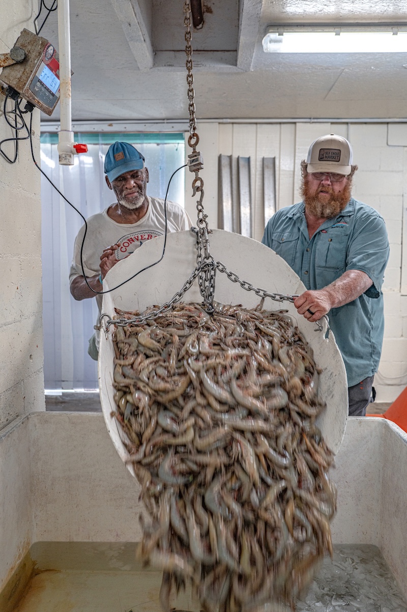 A large shrimp catch load being dumped into ice
