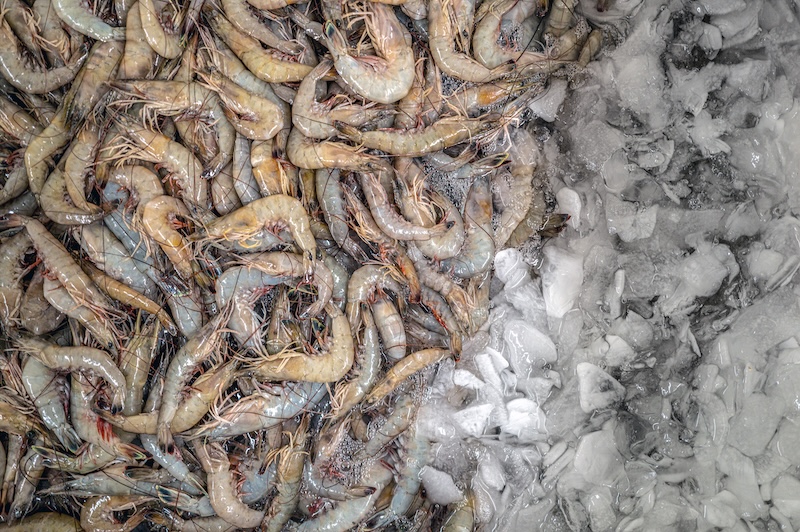 resh South Carolina wild-caught shrimp packed on ice after being unloaded from the Gracie Belle.