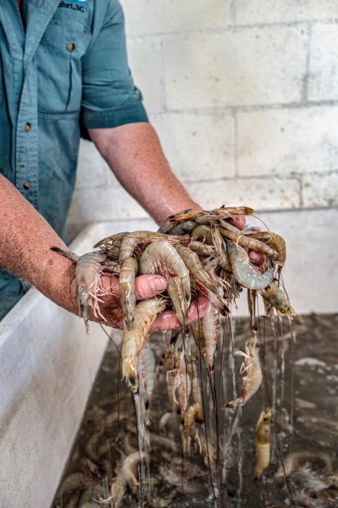 Fresh wild-caught South Carolina shrimp brought aboard the Gracie Belle.