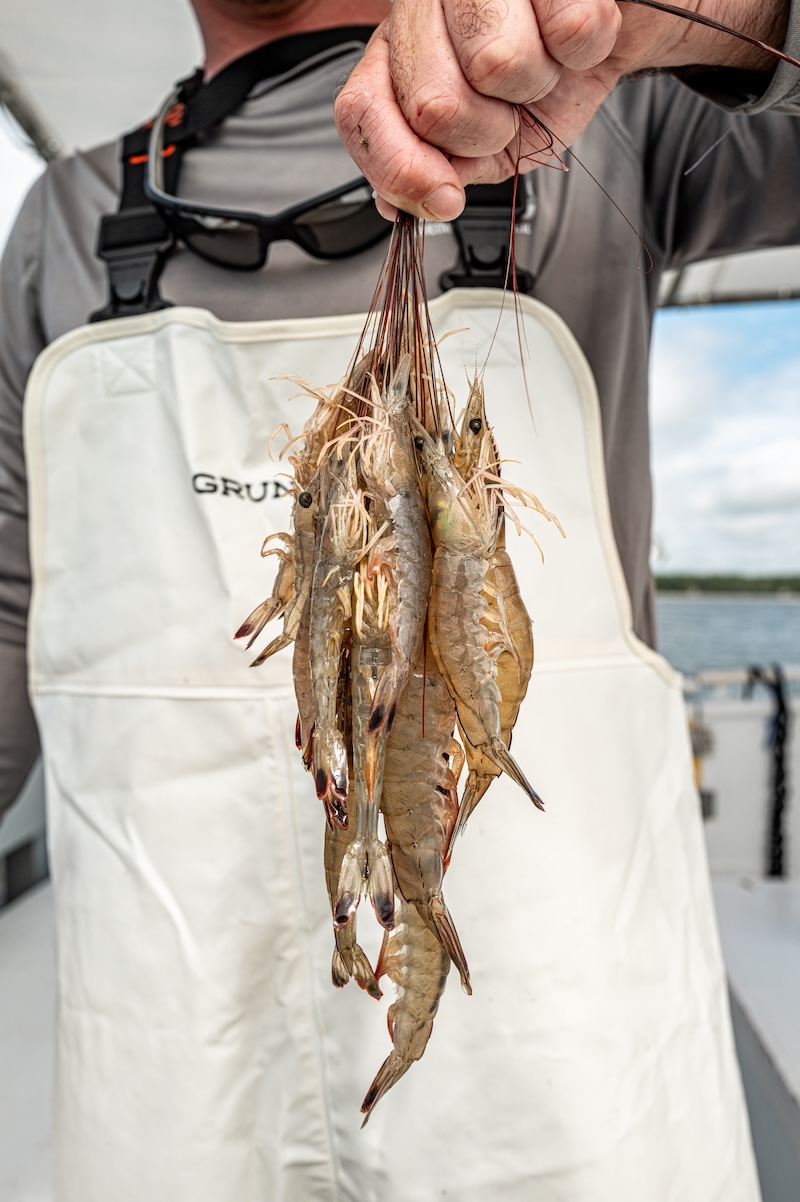 Fresh-caught Lowcountry shrimp, a lean source of protein with very little saturated fat.