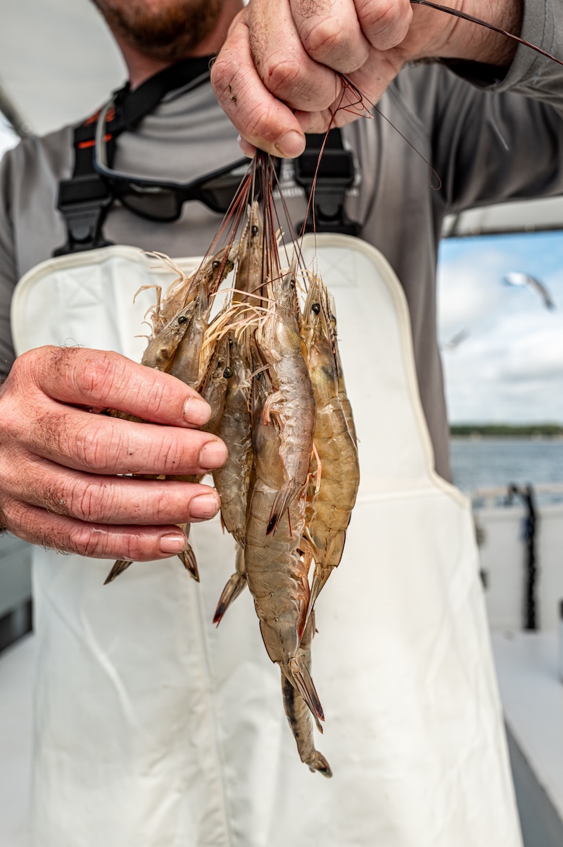 Fresh Lowcountry shrimp held aboard the Tammy Jane during a shrimp trawling expedition.