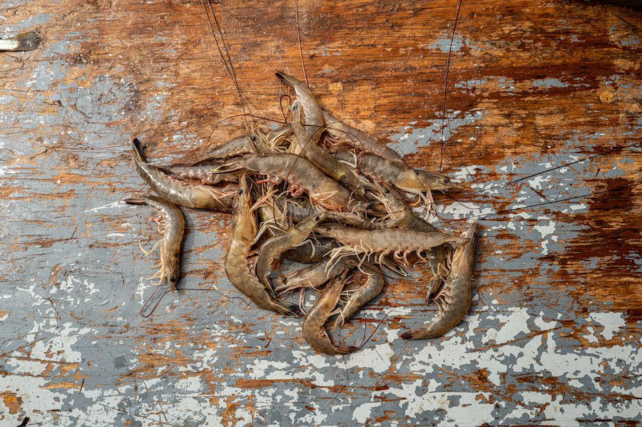 Lowcountry white shrimp on boat South Carolina by Michael Hrizuk