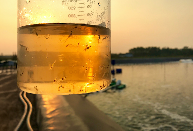Post-larval shrimp in beaker by estuary