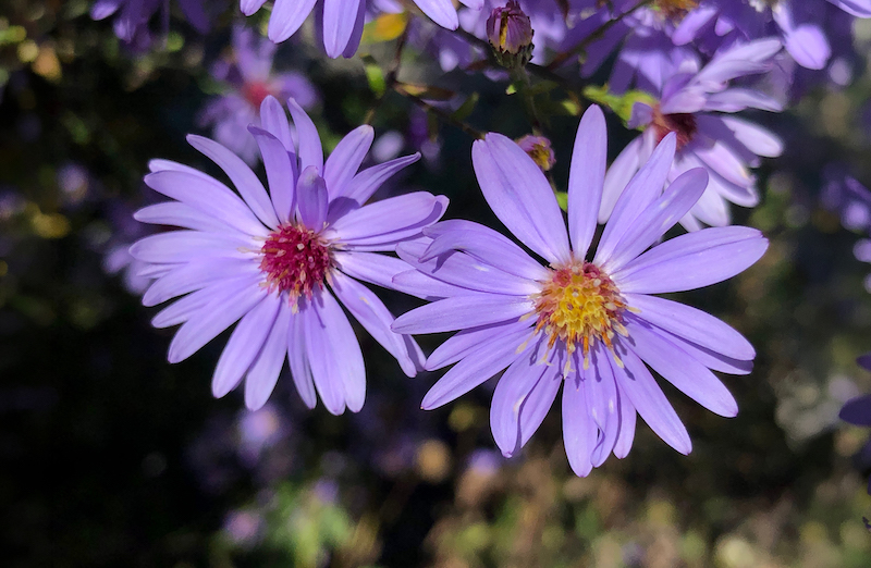 September birth flower, Aster