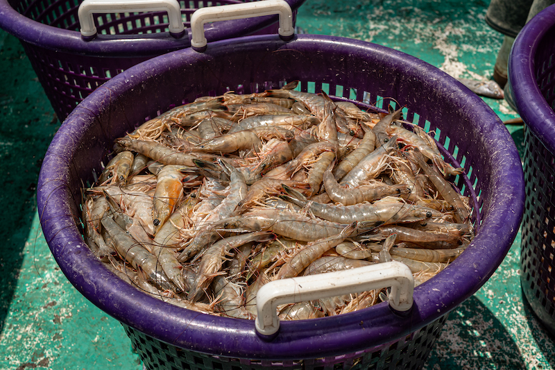 Shrimp in bucket Gracie Belle shrimping North Carolina