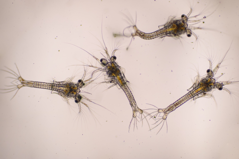 Shrimp larvae under microscope