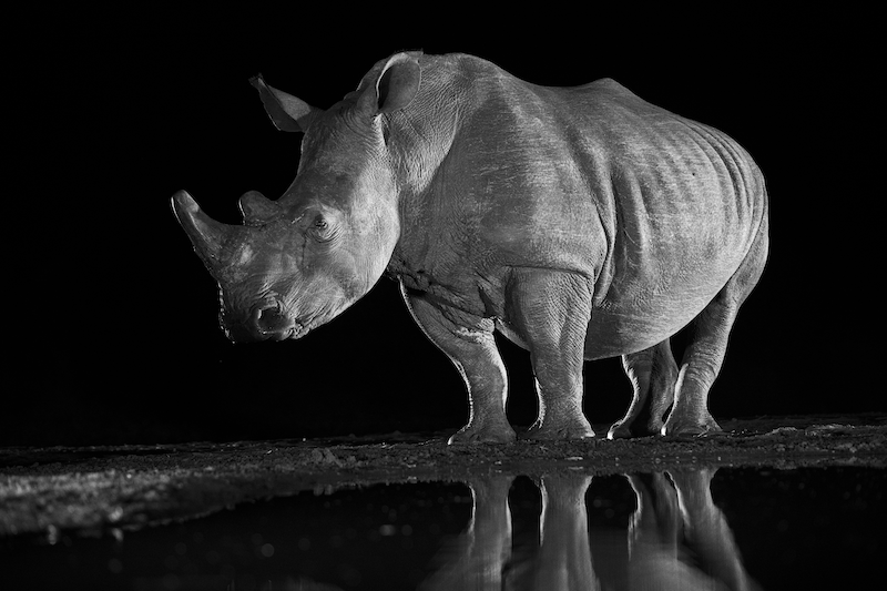 White Rhinocerous by Robert Rommel