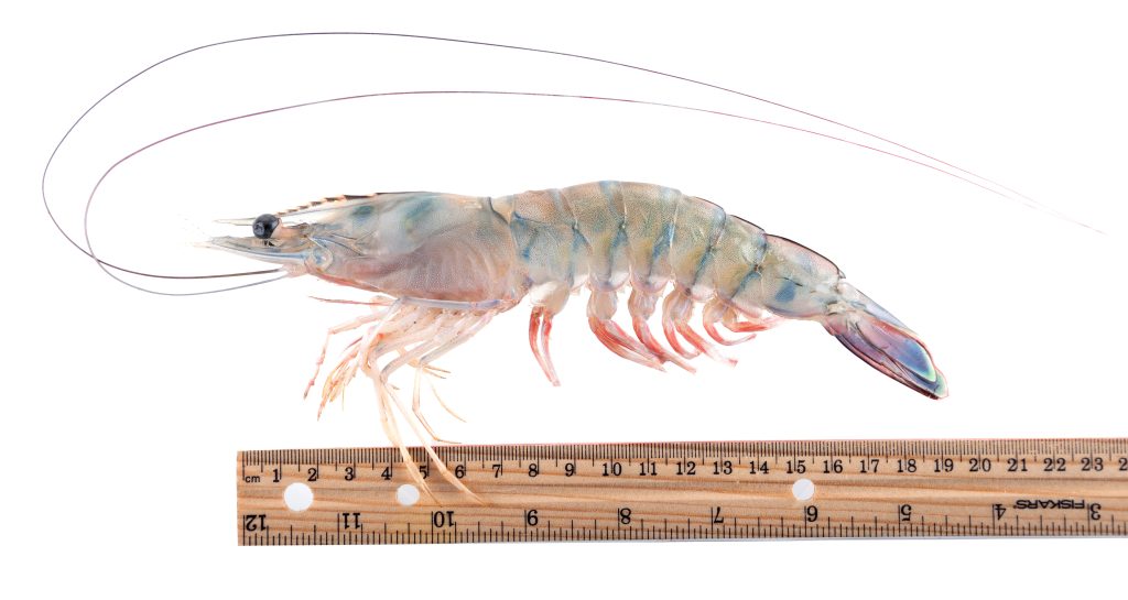 White shrimp with close-up of ruler showing size
