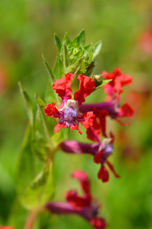 Red and purple flowers of a bat-faced cuphea plant