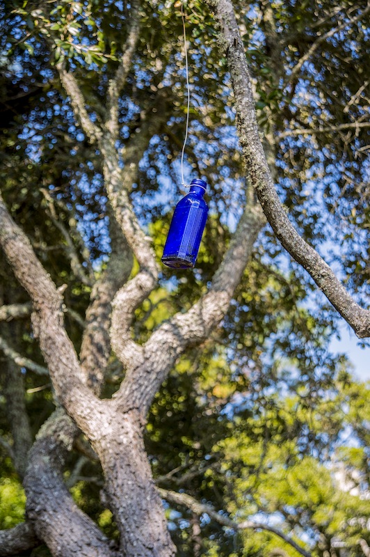 Blue bottle hanging from the branch of a live oak