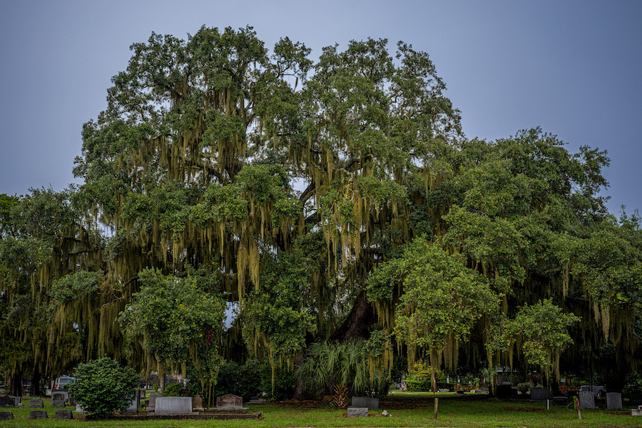Historic gravestones beneath moss-draped trees at Citizens Cemetery in Beaufort