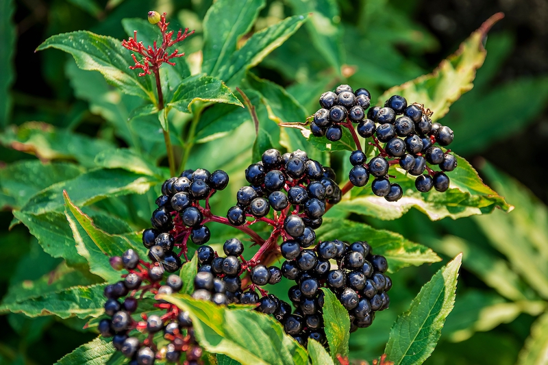Elderberry plant with clusters of dark berries and green leaves