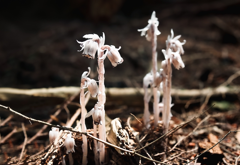 Pale ghost pipe plants emerging from leaf litter on a forest floor