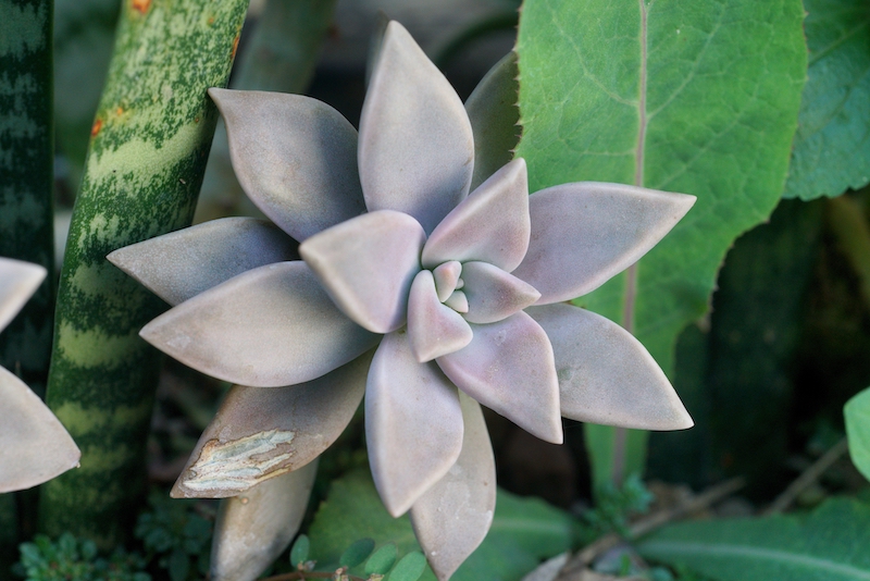Pale gray-green ghost plant succulent with leaves arranged in a rosette