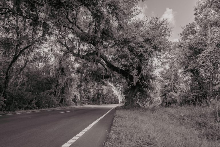 Massive live oak draped in Spanish moss arching over Land’s End Road on St. Helena Island
