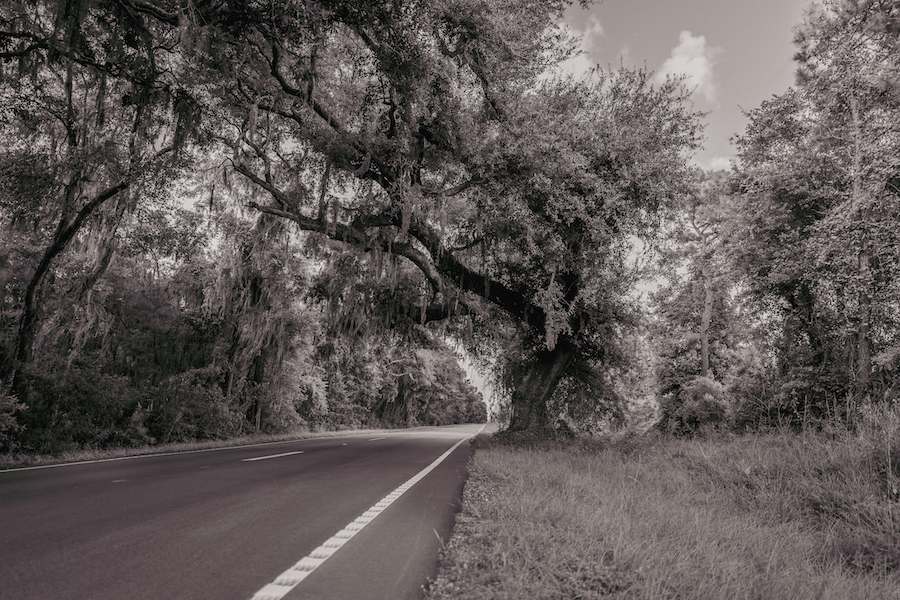 Massive live oak draped in Spanish moss arching over Land’s End Road on St. Helena Island
