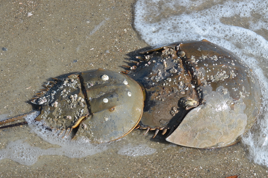 Horseshoe crabs gathering in shallow water during spawning © Dawn Brut